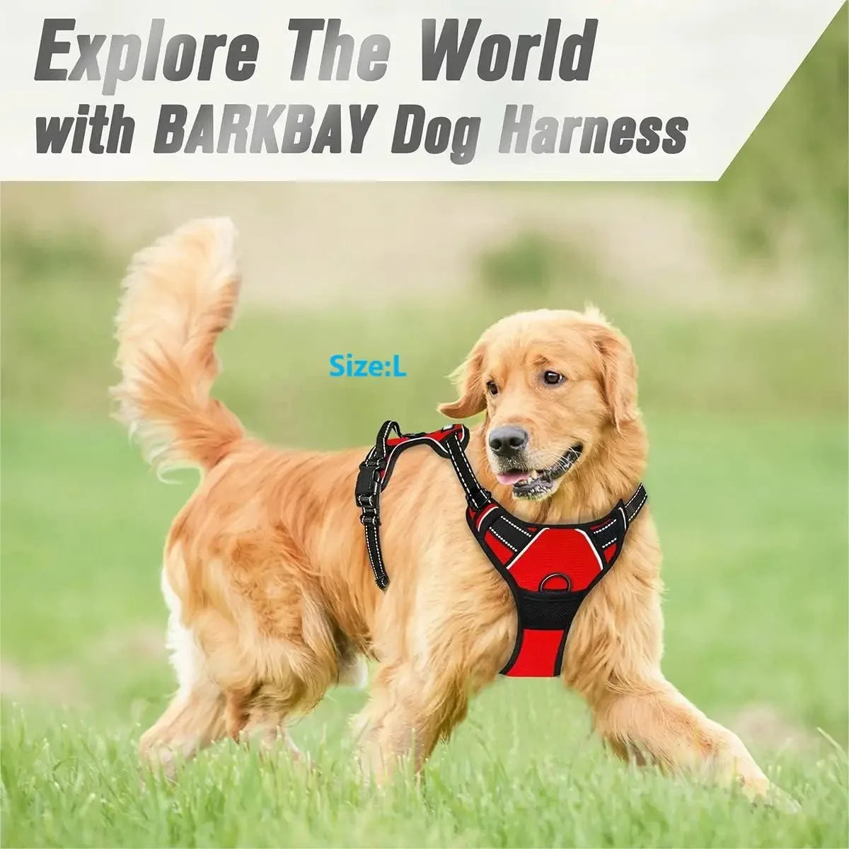 Dog Collars and harness l AXOIZ