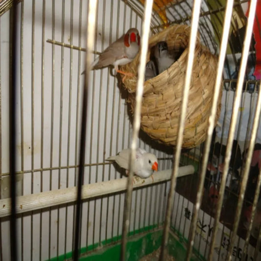 Hanging Hummingbird Bird House l AXOIZ