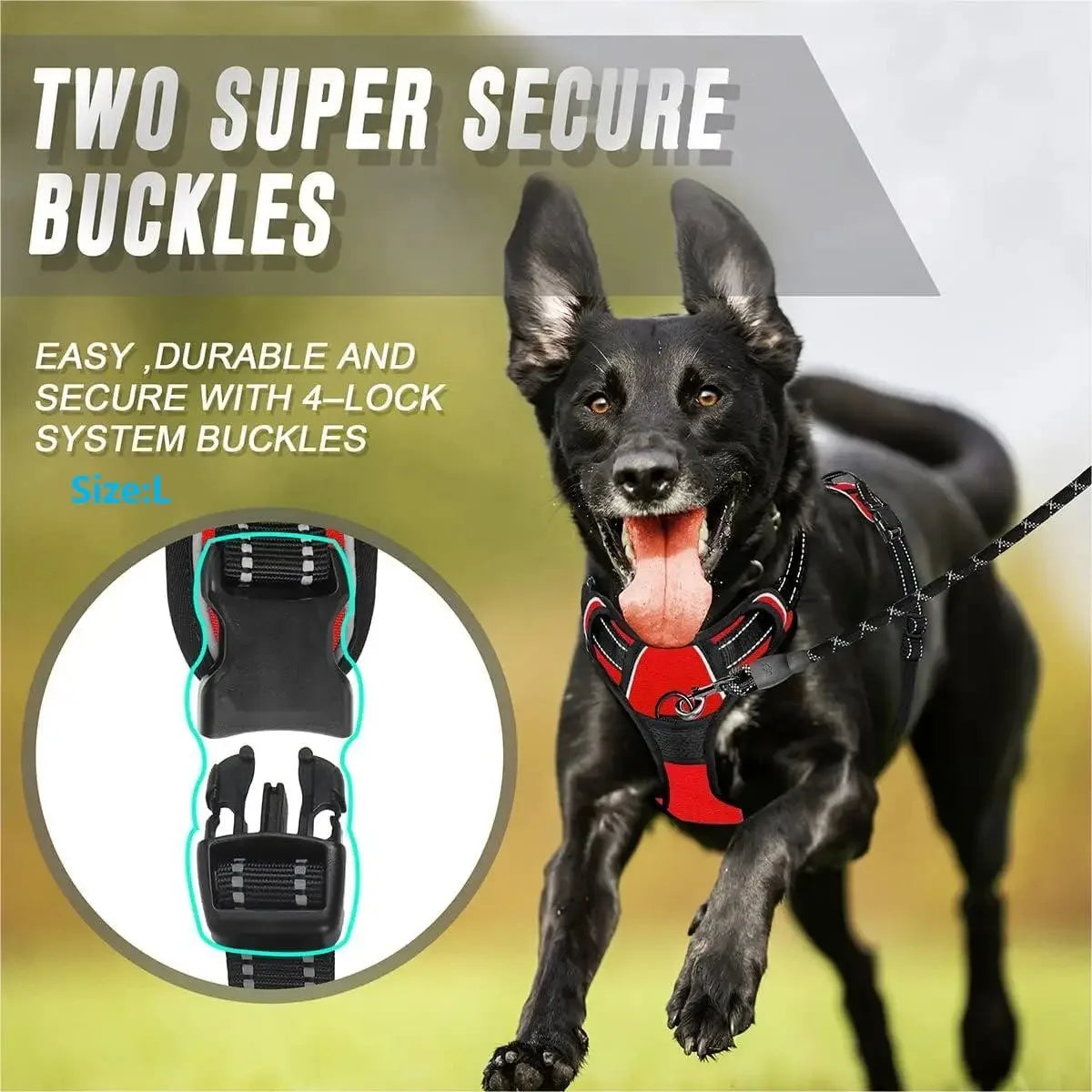 Dog Collars and harness l AXOIZ
