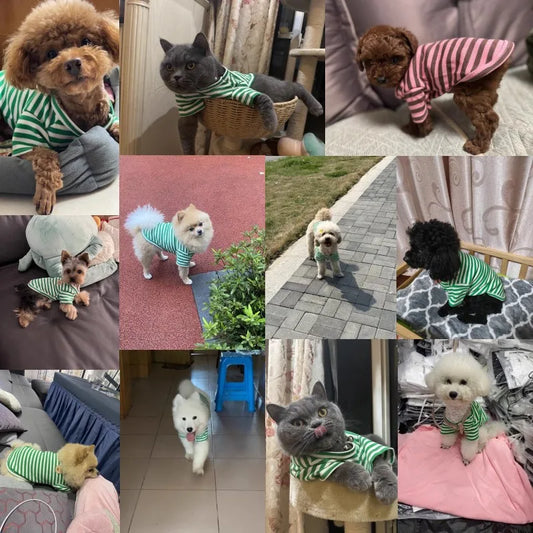 Summer clothes and Vests for Pets | AXOIZ