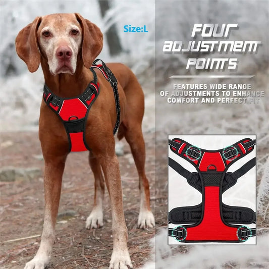 Dog Collars and harness l AXOIZ